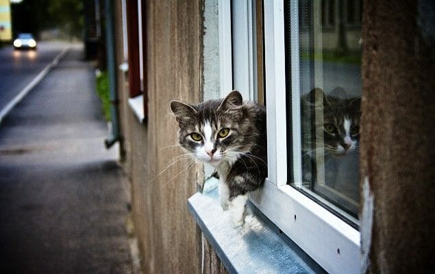 безопасные окна для кошек