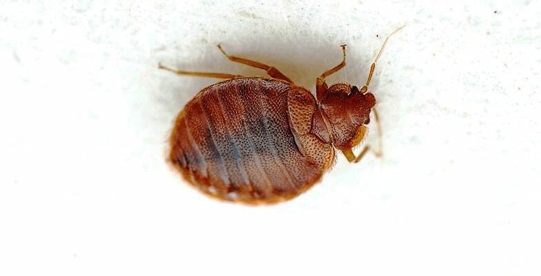 5 признаков наличия клопов в доме