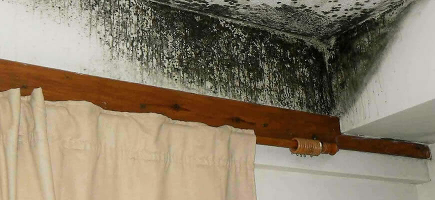 Плесень и грибок в Израиле