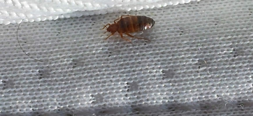 Постельный клоп в Израиле