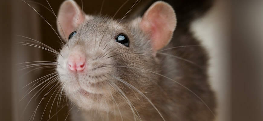 крысы в Израиле