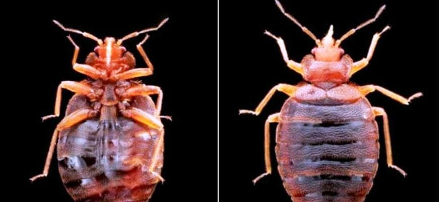 Клопы в Израиле — проблема перестала быть локальной