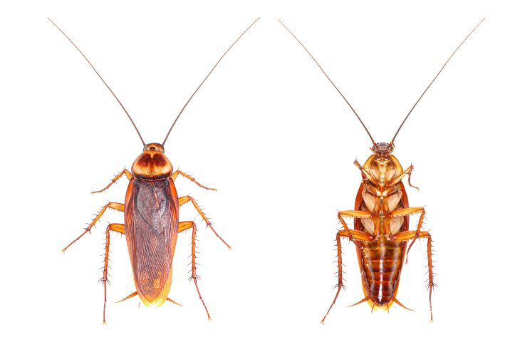 Тараканы в Израиле