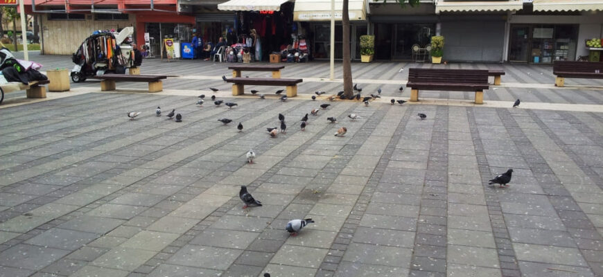 Надоедливые птицы или как избавиться от городских голубей в Израиле