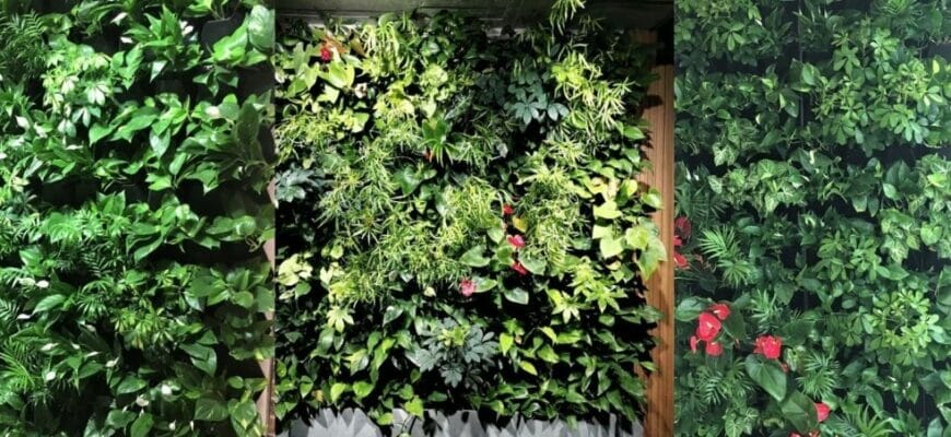 Фитостена в Израиле: особенности конструкции и использования