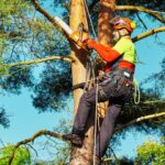 Спил деревьев в Израиле услуги арбориста в Израиле