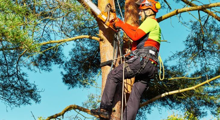 Спил деревьев в Израиле услуги арбориста в Израиле